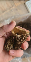将图片加载到图库查看器，加拿大野生大号羊肚菌
