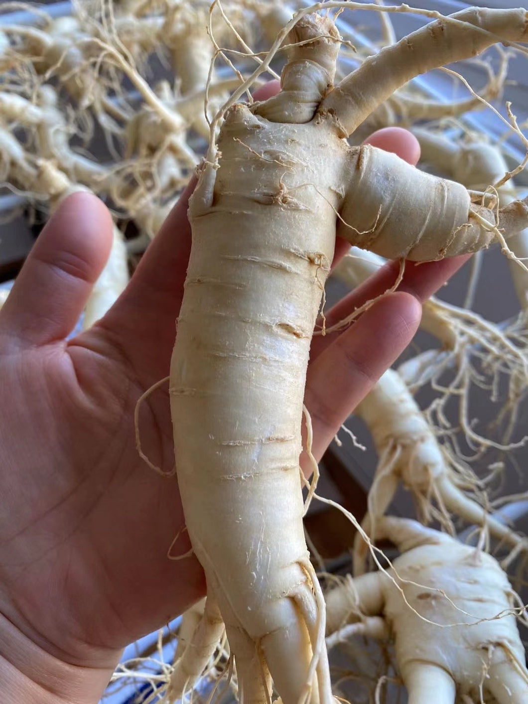 新鲜5年西洋参